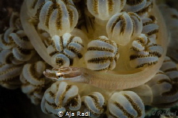 Mushroom Coral Pipefish (Siokunichthys nigrolineatus) by Aja Radl 